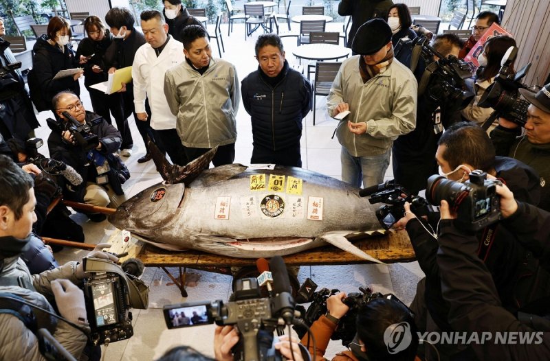 2025년 첫 참치 경매서 최고가 기록한 참다랑어 /사진=로이터=연합뉴스