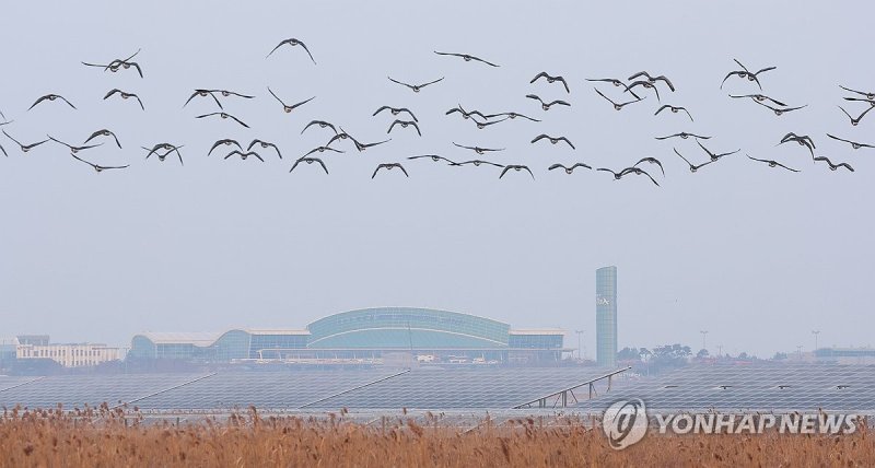 무안공항 인근 지나는 철새들 (출처=연합뉴스)