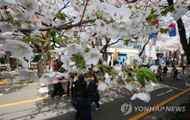제주시 전농로 벚꽃 (출처=연합뉴스)