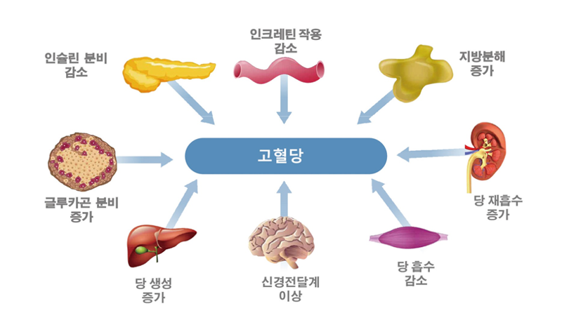[안철우 교수의 호르몬 백과사전] 성장호르몬 이름이 잘못됐다고?...호르몬 이름의 오해와 진실
