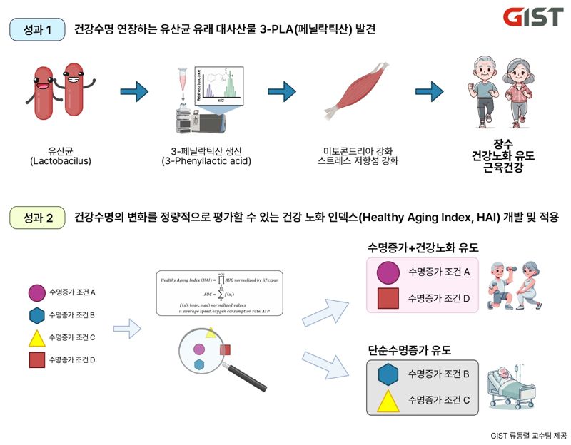 유산균 유래 대사산물 3-PLA(페닐락틱산) 발견 및 건강 노화 인텍스(HAI). GIST 제공