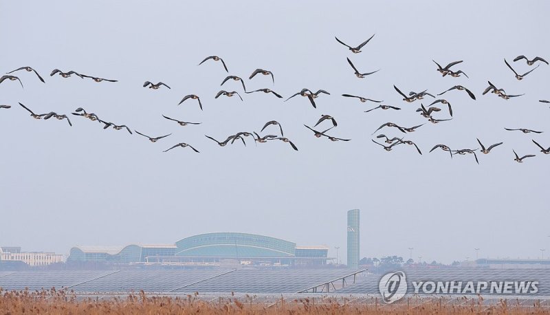 무안공항 인근 지나는 철새들 (출처=연합뉴스)