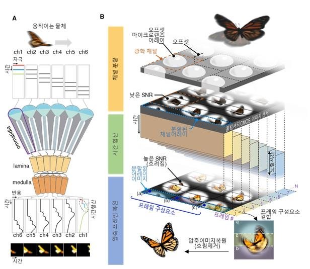 곤충 겹눈 구조 모방한 고감도 카메라 (출처=연합뉴스)