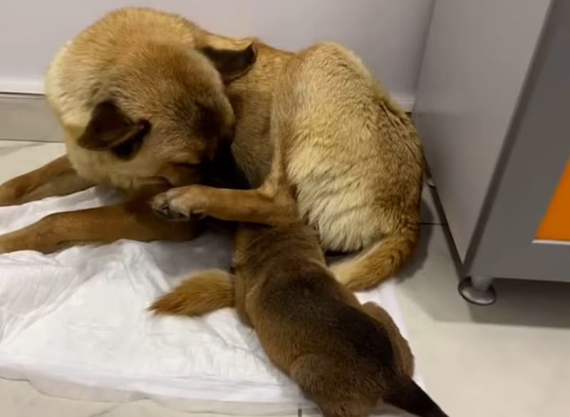 "아기 좀 살려주세요" 죽어가는 새끼 물고 동물병원 찾아온 어미개