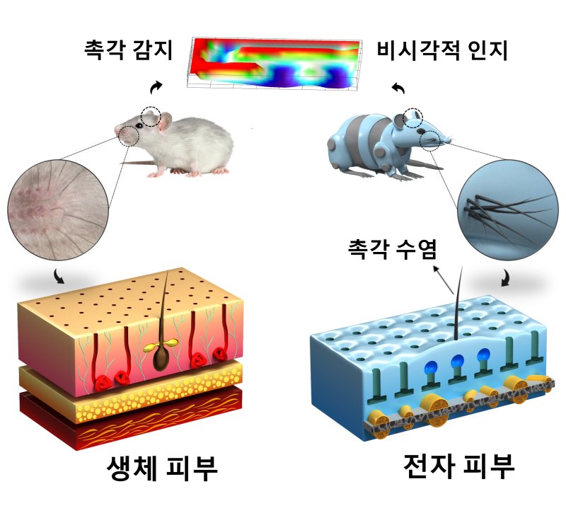 설치류의 촉각 구조에서 영감을 받아 장애물과 공기 흐름을 감지할 수 있는 인공 촉각 수염을 포함한 생체 모방 전자 피부 개념 그림. 울산대 제공