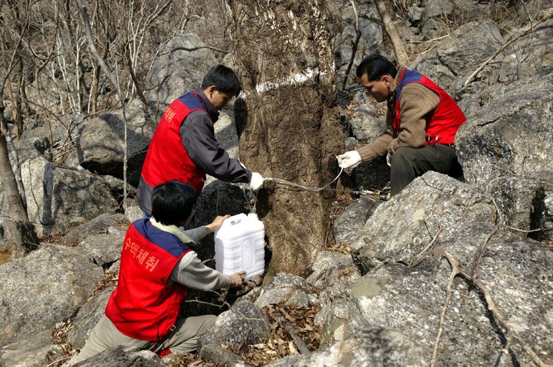 전남 곳곳서 고로쇠 수액 채취 본격화...총생산량 160만6000ℓ 예상