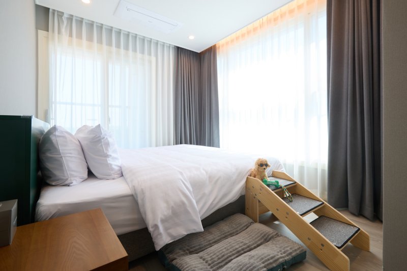 체스터톤스 낙산의 펫 프렌들리 룸.(체스터톤스호텔앤드레지던스 제공)