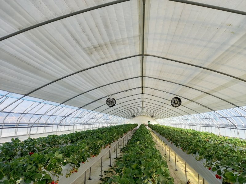 [세종=뉴시스] 에어로겔 다겹보온커튼이 설치된 양평 농가. (사진=농촌진흥청 제공) *재판매 및 DB 금지