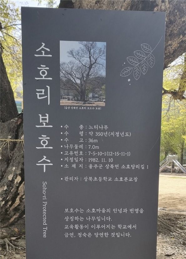"운동장 다 덮어요" 울산 소호분교 느티나무 국가산림문화자산 지정