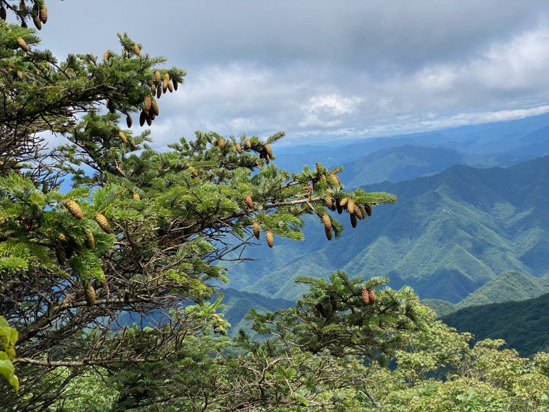 가문비나무 사진(산림청 국립산림과학원 제공)/뉴스1