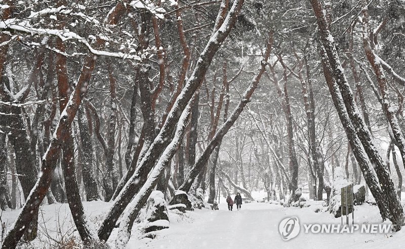 눈 내리는 거창 동호숲 (출처=연합뉴스)