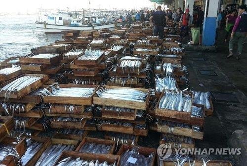 제주 갈치 (출처=연합뉴스)