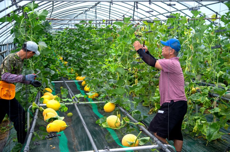 제천지역 농가에서 성공적으로 재배된 이색과일 '듸냐' 재배(제천시 제공. 재판매 및 DB금지)/뉴스1