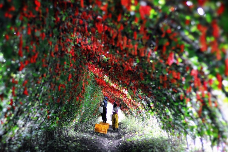 [문경=뉴시스] 문경 오미자. 2025.02.14. (사진=문경시 제공) photo@newsis.com *재판매 및 DB 금지