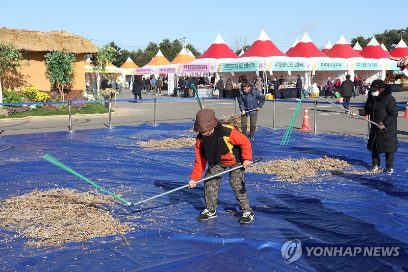 '콩 타작 체험' 파주 장단콩 축제 (출처=연합뉴스)