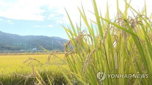 예산군 덕산면 한 농가에 벼가 누렇게 익어 있는 모습 (출처=연합뉴스)