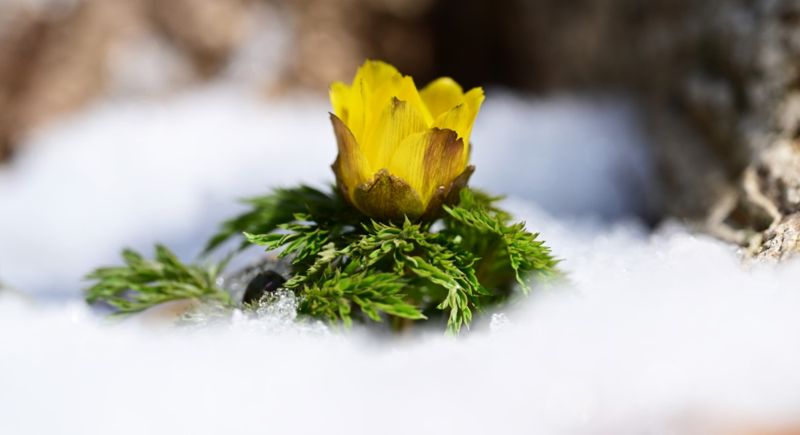 "제주의 봄 전령사"...세복수초, 한라산 자생지서 꽃 활짝