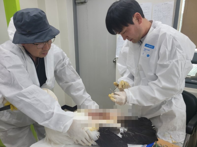 황새 치료중인 김정호(오른쪽) 수의사 (출처=연합뉴스)