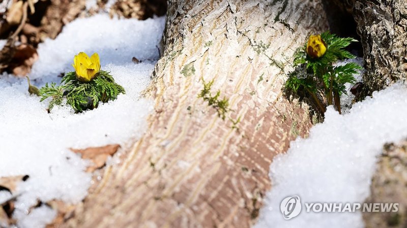 눈밭 뚫고 봄소식 '세복수초' (출처=연합뉴스)