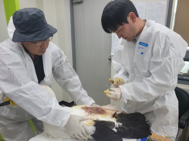 김정호 수의사(오른쪽)가 황새의 질병을 치료하고 있다. (예산군 제공. 재판매 및 DB금지) /뉴스1