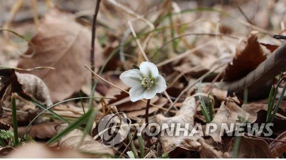 변산바람꽃 (출처=연합뉴스)