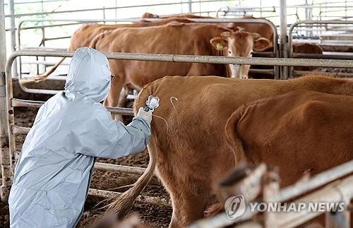 2023년 10월 충남 서산에서 럼피스킨 접종이 이뤄지고 있다. (출처=연합뉴스)
