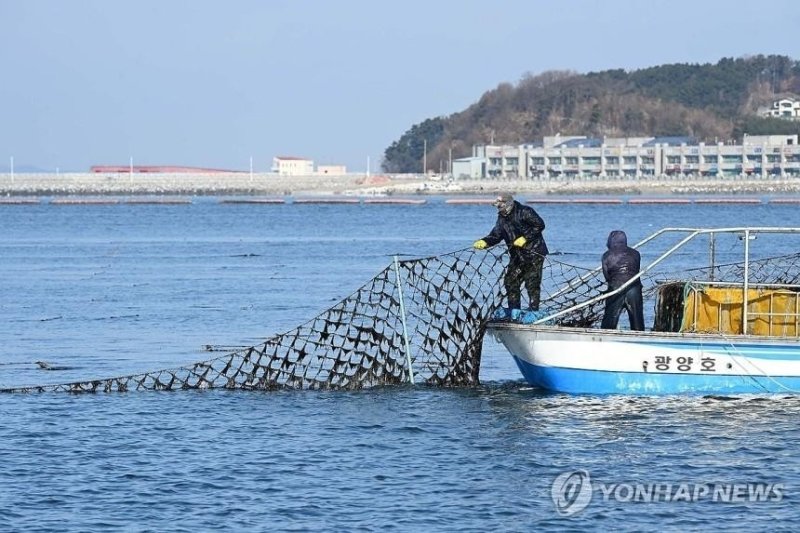 김 수확 (출처=연합뉴스)