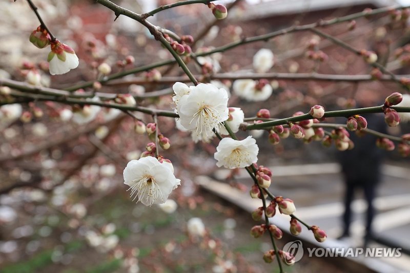 제주 매화 '활짝' (출처=연합뉴스)