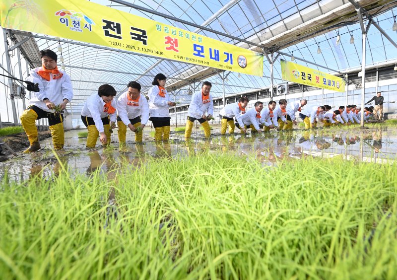 [이천=뉴시스] 김종택 기자 = 13일 경기도 이천시 호법면 한 비닐하우스 논에서 열린 '임금님표 이천쌀 전국 첫 모내기' 행사에서 참석자들이 모를 심고 있다. 이날 모내기에 사용된 벼 품종은 진광벼로 오는 6월에 수확 할 예정이다. (공동취재) 2025.02.13. photo@newsis.com
