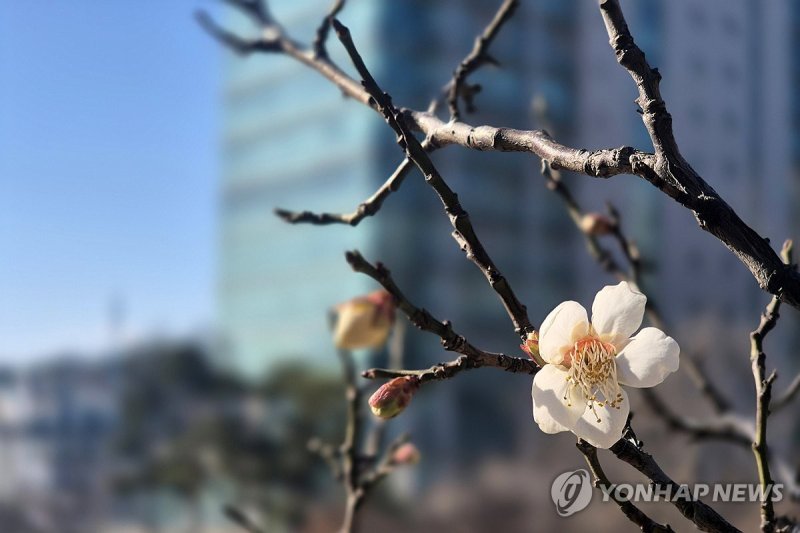 한파 속에서도 핀 매화꽃 (출처=연합뉴스)