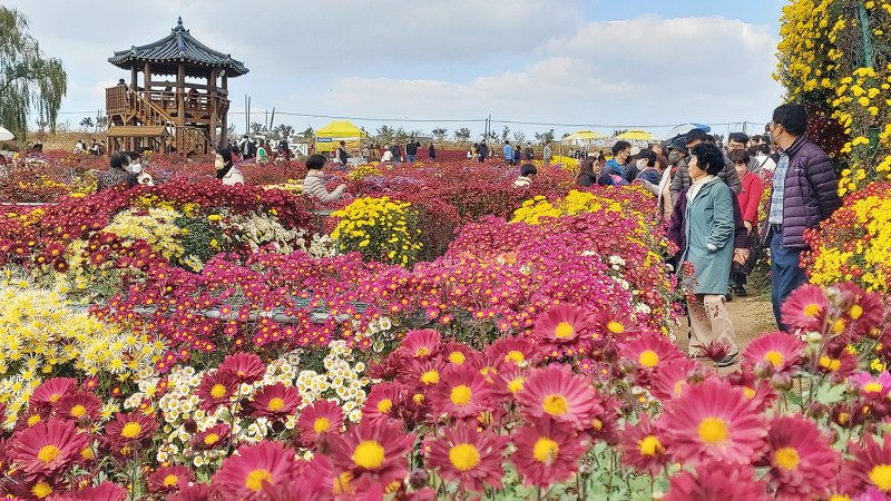 [뉴시스=서산] 지난 2022년 서산시 고북면에서 열린 서산국화축제장을 찾은 관광객이 국화를 감상하고 있다. (사진=뉴시스 DB). photo@newsis.com *재판매 및 DB 금지