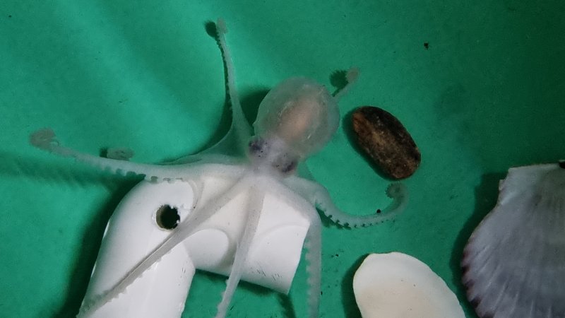 [부산=뉴시스] 대문어 인공종자 부화 후 370일 경과 (사진=국립수산과학원 제공) 2025.02.18. photo@newsis.com *재판매 및 DB 금지