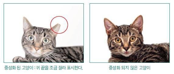 서울 은평구 길고양이 중성화 사업.(은평구 제공)