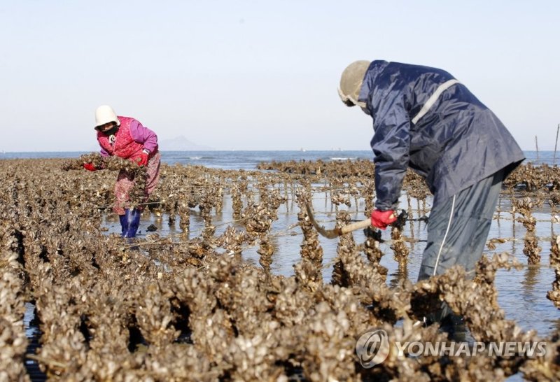 태안서 제철 맞은 굴 채취 한창 (출처=연합뉴스)