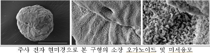 [세종=뉴시스] 사진은 전자현미경을 통해 소장 오가노이드에서 실제 소장의 구조적 특징을 확인한 모습. (사진=농진청 제공) 2025.02.18. photo@newsis.com *재판매 및 DB 금지