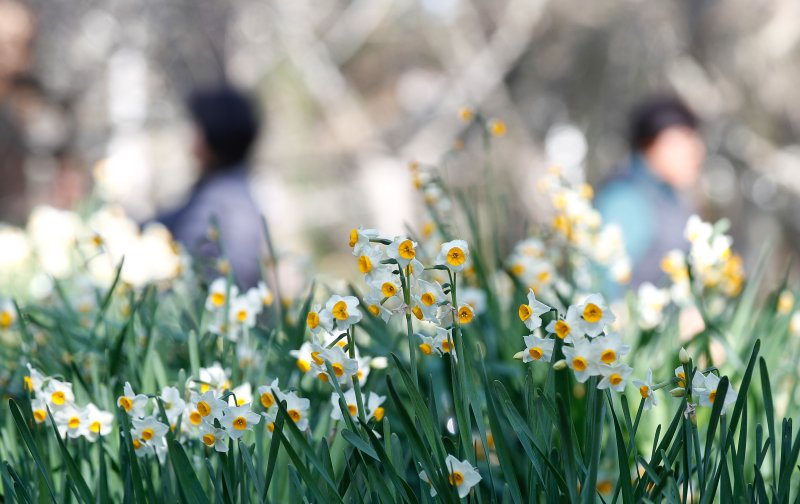 [제주=뉴시스] 우장호 기자 = 맑은 날씨를 보인 지난 14일 오전 제주시 한림공원에 봄꽃인 수선화가 활짝 피어나 시선을 사로 잡고 있다. 2025.02.14. woo1223@newsis.com