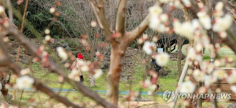 제주 꽃샘추위 기승 (출처=연합뉴스)