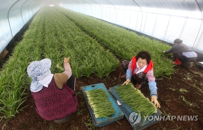 울산 부추 농가 (출처=연합뉴스)