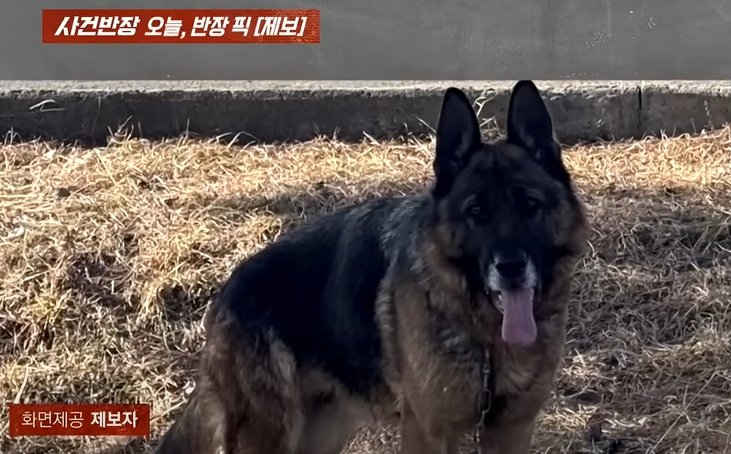 [서울=뉴시스] 반려견을 애견 카페 앞에 유기하고 달아난 남성이 누리꾼들의 공분을 사고 있다. (사진=JTBC '사건반장') *재판매 및 DB 금지