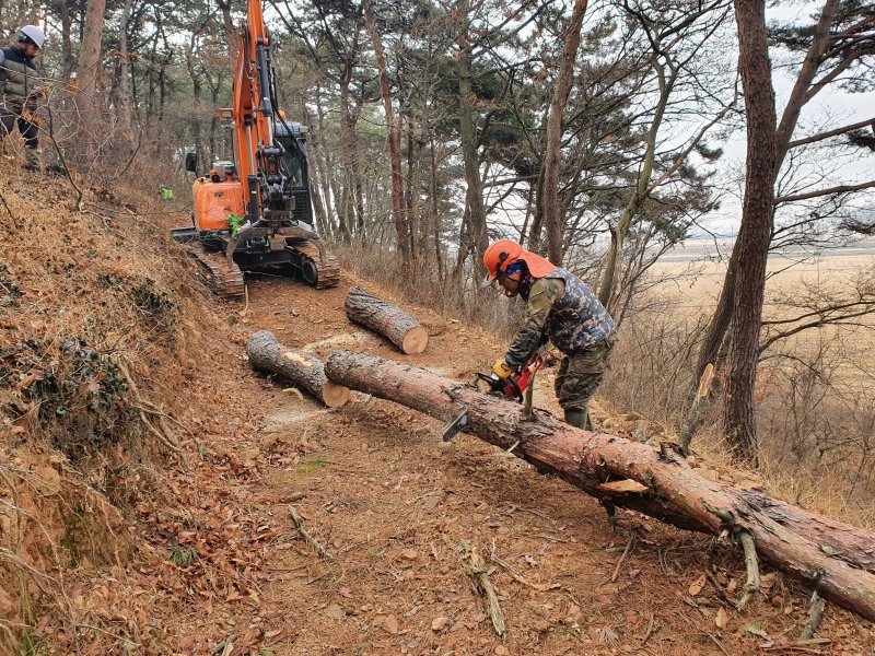 군산시가 소나무재선충병 수종전환 방제를 추진한다.(군산시 제공. 재판매 및 DB금지)2025.2.19/뉴스1