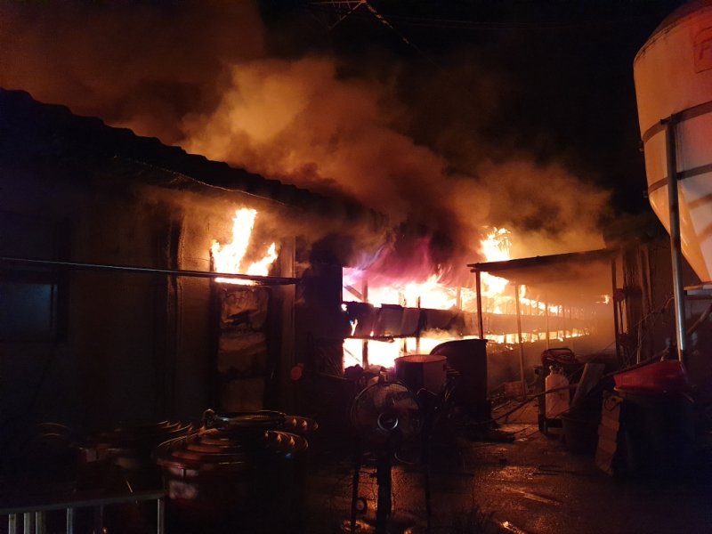 [영광=뉴시스] 변재훈 기자=전남 영광소방서는 21일 저녁 9시28분께 영광군 군서면 한 돼지 사육 축사에서 불이 나 6시간여 만에 진화작업을 마쳤다고 22일 밝혔다. 이 불로 돼지 1965마리가 폐사하는 등 소방서 추산 9억대 재산 피해가 났다. (사진=전남 영광소방 제공) 2024.10.22. photo@newsis.com *재판매 및 DB 금지