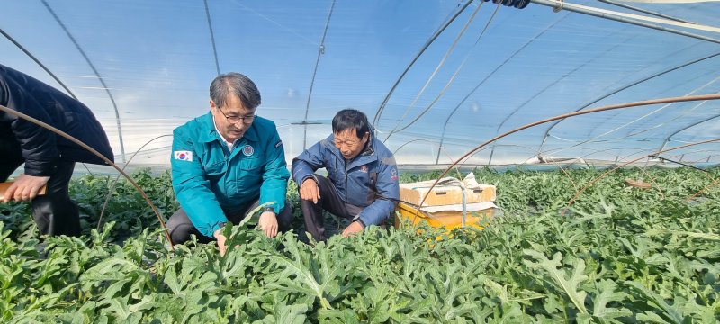 [세종=뉴시스] 농촌진흥청은 19일 경남 함안에 있는 시설수박(겨울 수박) 재배 농가를 방문해 꿀벌을 활용한 꽃가루받이(수분) 작업 상황을 살폈다고 19일 밝혔다. (사진=농진청 제공) 2025.02.19. photo@newsis.com *재판매 및 DB 금지