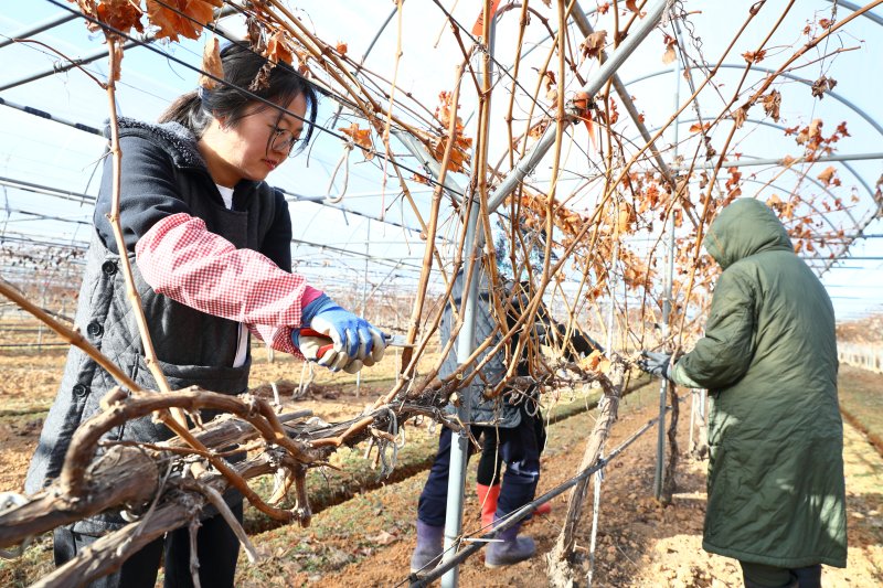 18일 전북특별자치도 완주군 이서면 농촌진흥청 국립원예특작과학원 포도 시험 재배지에서 연구원들이 포도 가지치기를 하고 있다. 덩굴성 작물인 포도는 겨우내 자란 긴 가지를 자르는 것으로 한 해 농사를 시작한다. (농촌진흥청 제공. 재판매 및 DB 금지) 2025.2.18/뉴스1