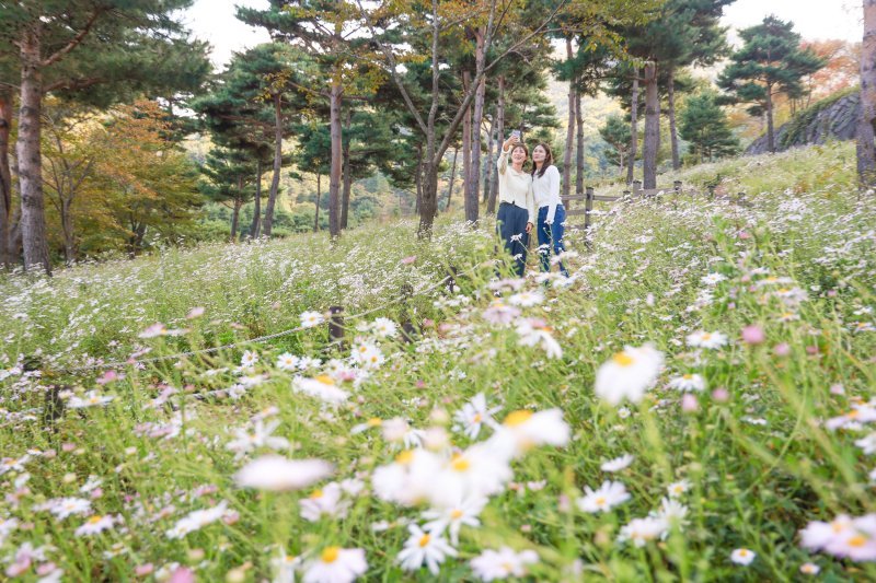 산청 동의보감촌 구절초(산청군 제공. 재판매 및 DB금지).