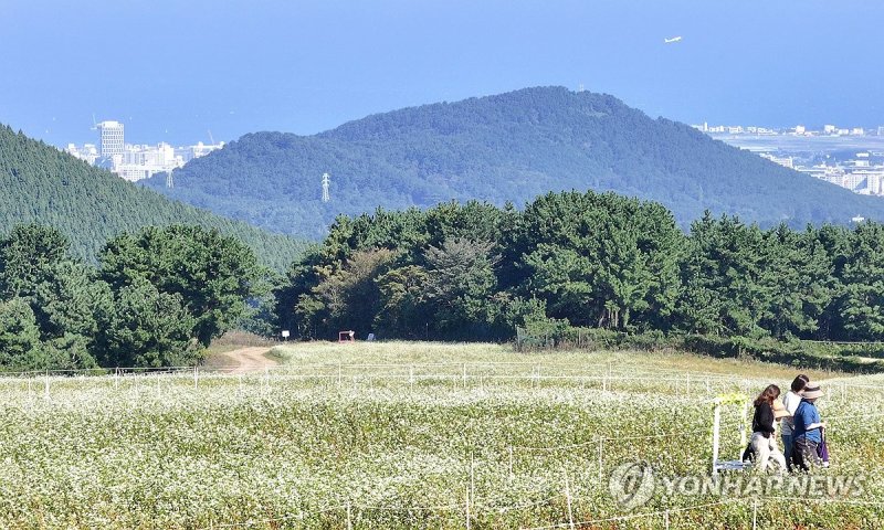 제주 메밀꽃 필 무렵 (출처=연합뉴스)