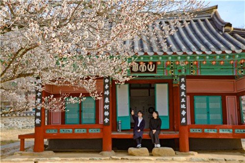 산청 남명매 (출처=연합뉴스)