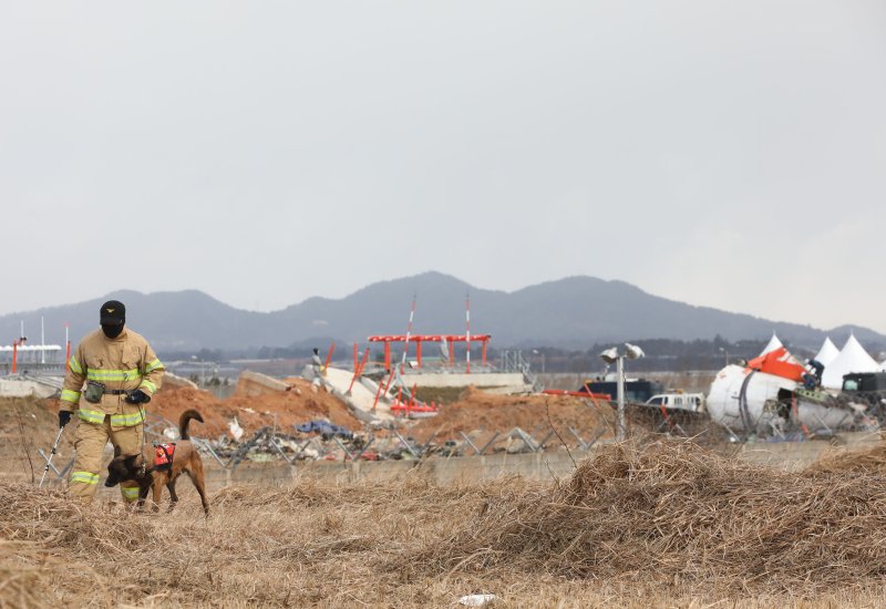 15일 전남 무안국제공항 여객기 참사 현장에서 소방소색견과 소방관이 활주로 인근을 수색하고 있다. 2025.1.15/뉴스1 ⓒ News1 박지현 기자