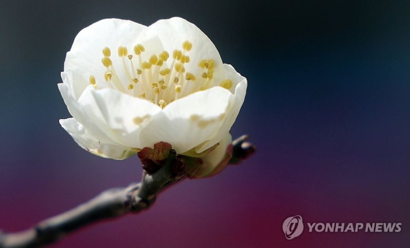 봄 도착 (출처=연합뉴스)