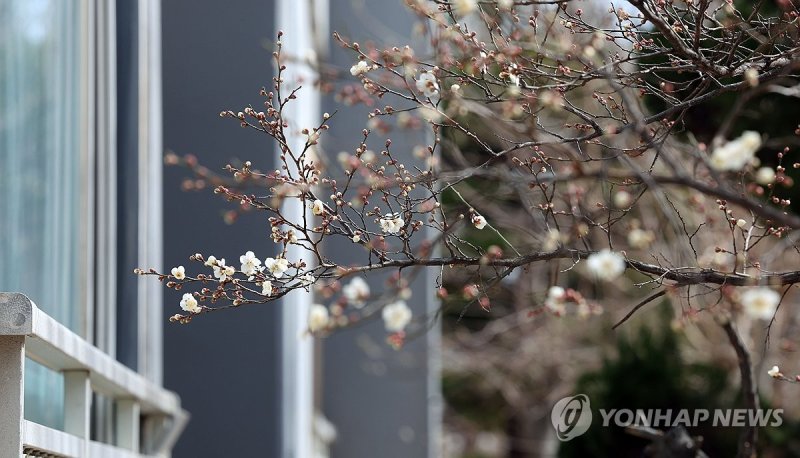 창원 아파트 화단에 봄 도착 (출처=연합뉴스)