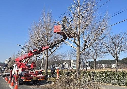 가로수 가지치기 (출처=연합뉴스)
